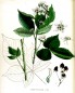 Preview: Brombeer Litho